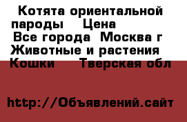 Котята ориентальной пароды  › Цена ­ 12 000 - Все города, Москва г. Животные и растения » Кошки   . Тверская обл.